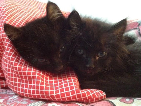 Marley e Bacci adottati dalla splendida Ingrid