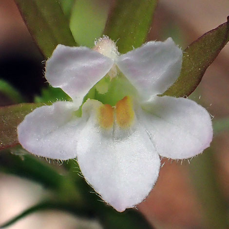 クチナシグサの花の上唇は2裂する。下唇は3裂し、中裂片の奥に黄色の隆起が２個ある