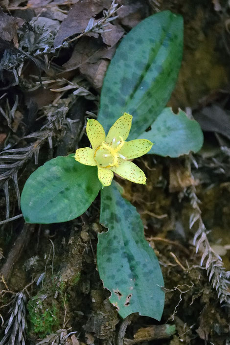 チャボホトトギス (矮鶏杜鵑草)　ユリ科 ホトトギス属　　花は一日花