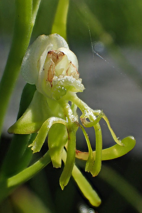 今までいろいろなランを見てきたが、2個の唇弁を持つ花は初めてです