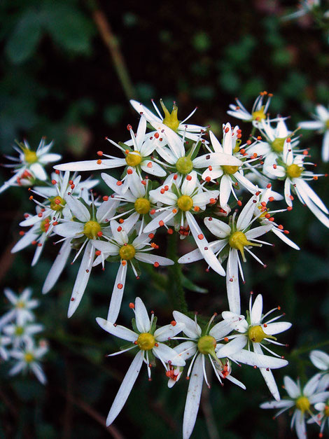 ナメラダイモンジソウの花柱は2個、雄しべは10個。　オレンジ色の葯が美しい