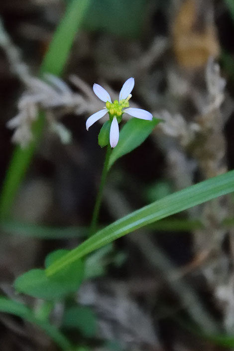 シュンジュギクの花期は5〜6月　よく咲き残っていてくれた