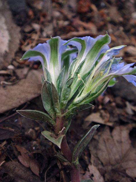 フデリンドウの倒れている株があった。　お陰で花の付き方がよく見えました。