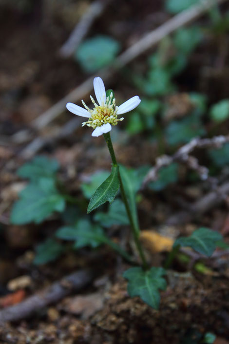 シュンジュギク (春寿菊)　キク科 シオン属（通称アサマギク）　咲き残りの花