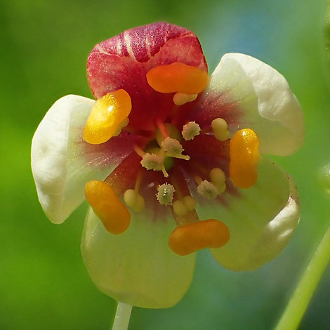 橙黃色の花弁の舷部は反転しているので、正面から縁を見ることはできません