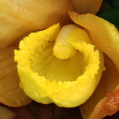 ツチアケビの花の中心部