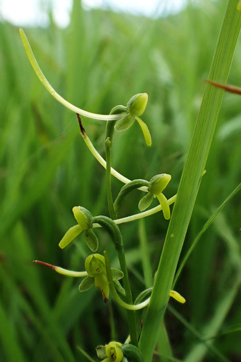 コバノトンボソウ (小葉の蜻蛉草)　ラン科 ツレサギソウ属