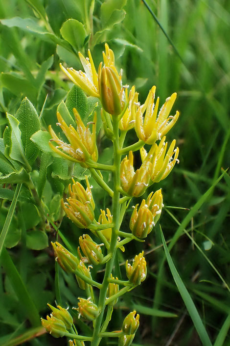 キンコウカ (金黄花)　キンコウカ科　　湿原の東側にはまだフレッシュな花が