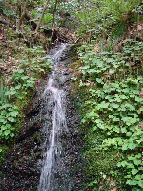 ＃２　コシノチャルメルソウが小さな滝の両岸に群生していた　2006.05.06　新潟県燕市