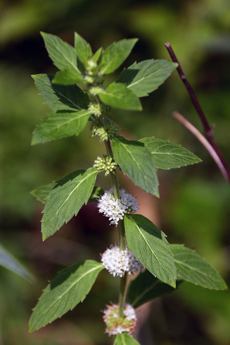 ハッカ (薄荷)　シソ科 ハッカ属　花々が白色のタイプ　　見頃