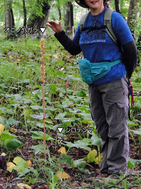 オニノヤガラとシロテンマの合成画像