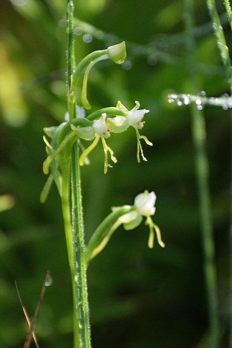 オゼノサワトンボの花は小さいが、なんとなく愛嬌があって可愛い