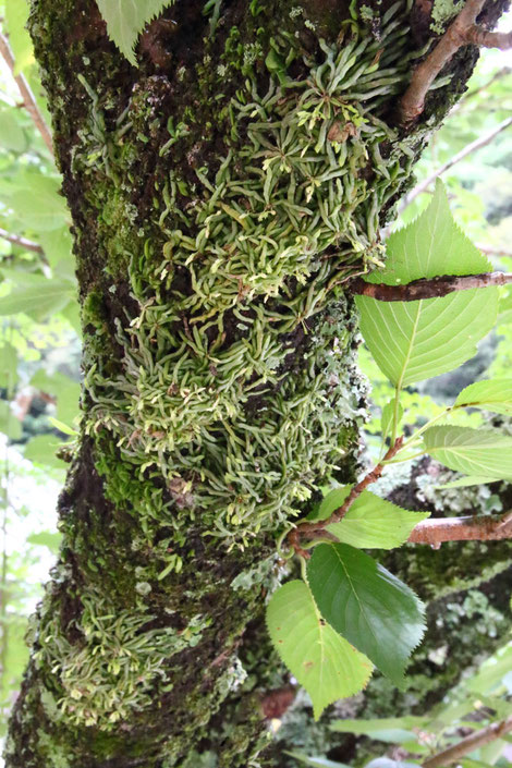 クモランが梅の木にビッシリついていた！