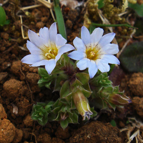 コケリンドウ　左が雌性期、右が雄性期の花