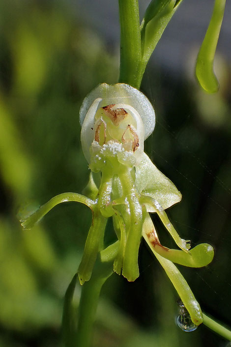オゼノサワトンボの唇弁が2個ある花を発見！　距も2個ある。　他の部分は正常に見える