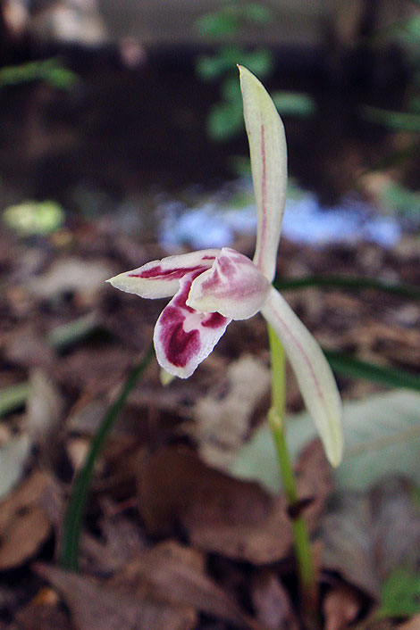 マヤランの花　開花直後は萼片にわずかに緑色が残っている