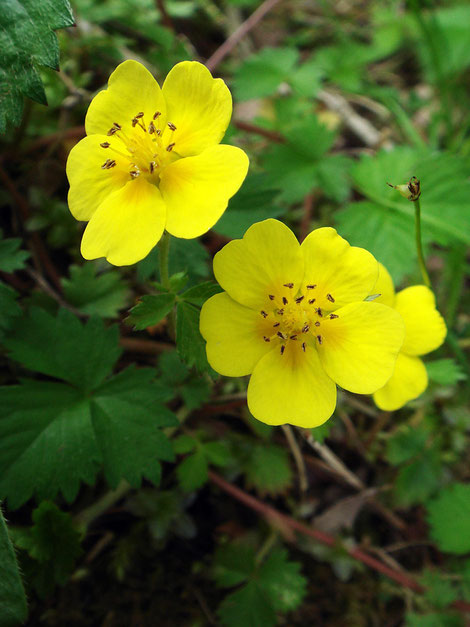 ツルキジムシロ　花だけ見るとキジムシロと区別は困難でした