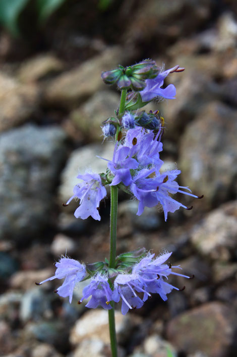 シマジタムラソウの花　　2本の雄しべがまっすぐ花冠の外に突き出します