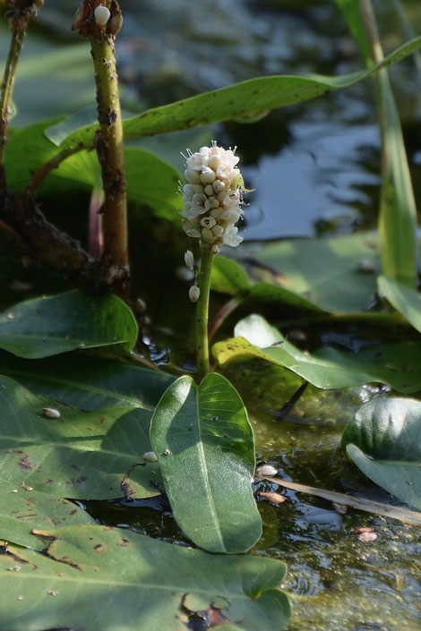 エゾノミズタデ　多くの株で花はほぼ終わっており、「ギリギリセーフ」でした