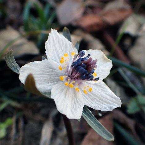萼片はシワシワ、先端が黄色い筒状の花弁、青紫の葯の雄しべ、中央に雌しべ