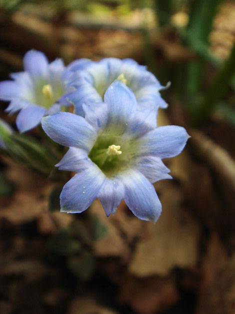 フデリンドウ　色が薄めの花も趣があります