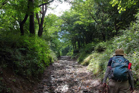 工程の2/3は、緩傾斜で歩きやすい登山道だった