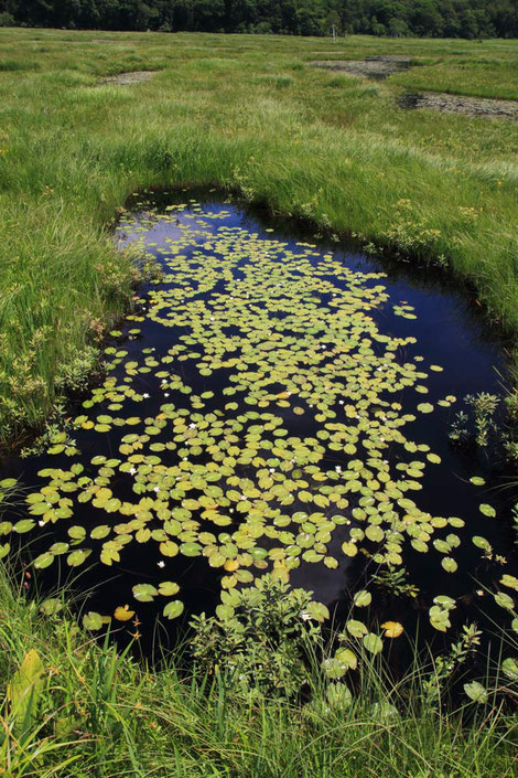 池塘の水面に浮かぶのはヒツジグサの葉　　ポツポツと白い花が咲き始めた