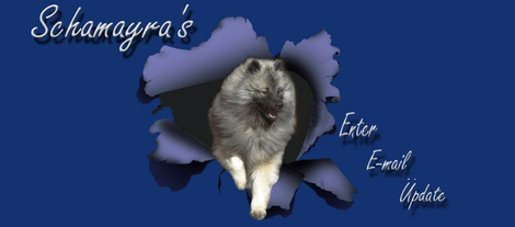 Schamayra`s Wolfsspitze Keeshond Welpen Deutscher Spitz