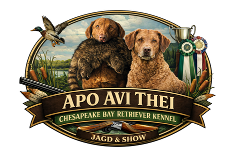 apo-avi-theis Chesapeakebay Retriever aus Hamburg