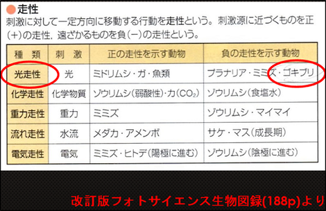 ゴキブリが光に集まる!?~種や条件によって「暗」より「明」を好むことはあるのかゴキブリの走光性について