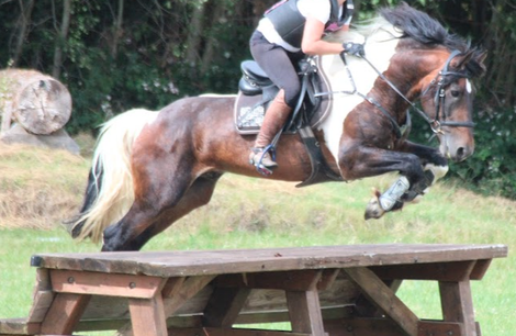 Meadows Brown Sugar (Irish cob) X Rumbanieta (TF), poulain à naitre en Juin 2022
