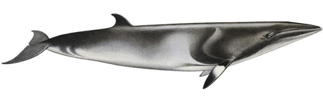 Balaenoptera acutorostrata