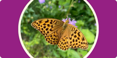 @shensana - Schmetterling auf einer Blüte symbolisiert Wohlbefinden