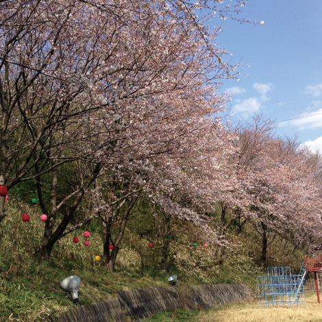 桜の写真