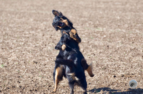 Hovawarte spielen wild