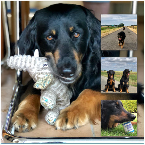 Hovawart, Working Dog