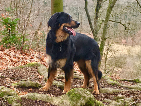 Die Checken vom Niederrhein ist Hovawart - alles andere ist Hund