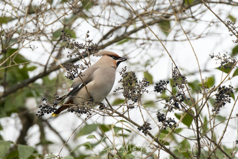 Pestvogel met bes