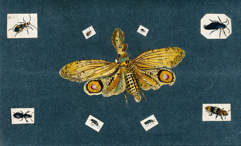 Lantern bug & beetles.