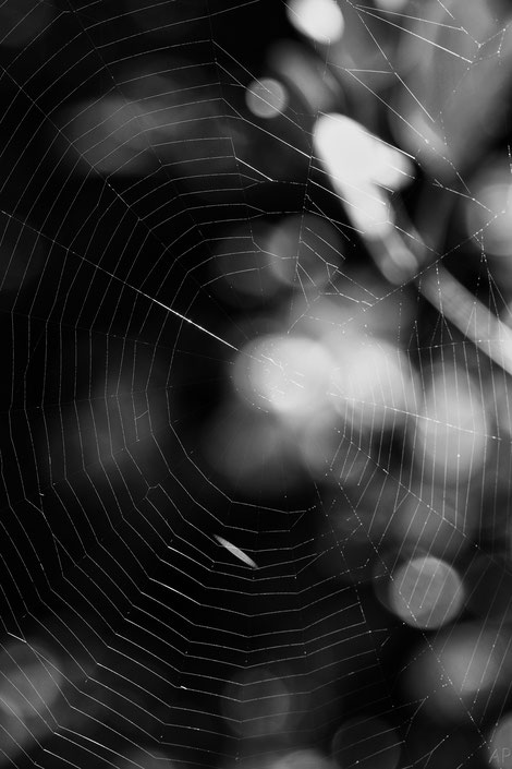 spider, web