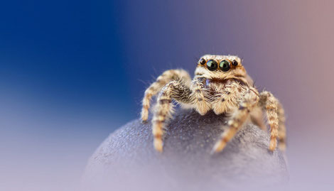 tier, spinne, springspinne, natur, grosse augen