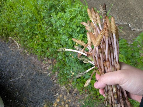 北九州・小倉・戸畑のマッサージ店「ほぐし専科てもみじ」。春の旬の食材と、睡眠・脳の休息を大切にする健康管理のイメージ。