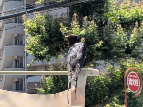 小倉井堀・戸畑のマッサージ・もみほぐし店「ほぐし専科てもみじ」。ツバメが巣に戻って羽を休めるように、毎日を頑張る大人が心身の緊張をそっと解きほぐせる、温かみのある個室サロンのイメージ。