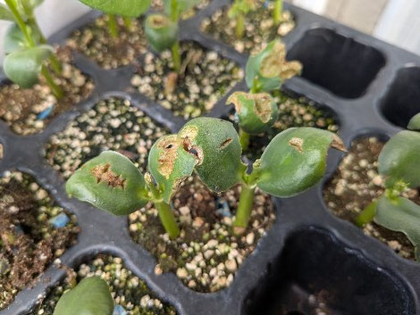 ナメクジの被害に遭い、落花生の二葉がボロボロに