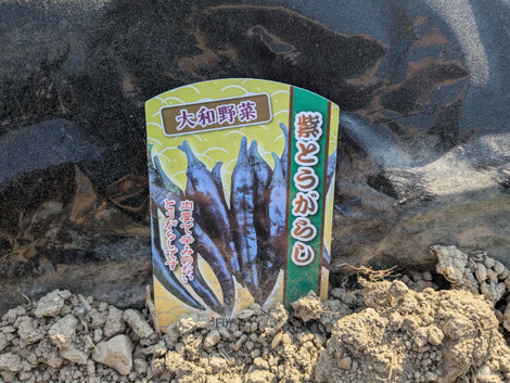 北九州・小倉・戸畑のマッサージ店「ほぐし専科てもみじ」。オーナーが植えた珍しい紫色のとうがらしの苗と、変化を楽しむ前向きなメッセージ。