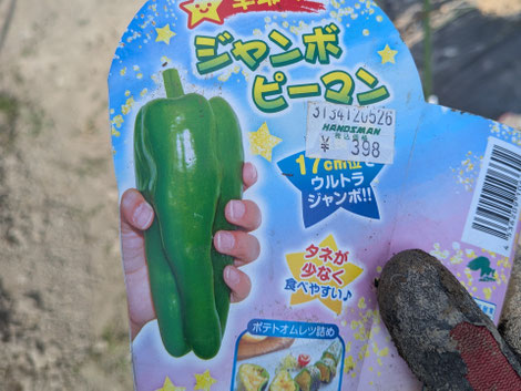 北九州・小倉・戸畑のマッサージ店「ほぐし専科てもみじ」。オーナーが育てるピーマンの苗と、健やかな土台作りを提案するメッセージ。