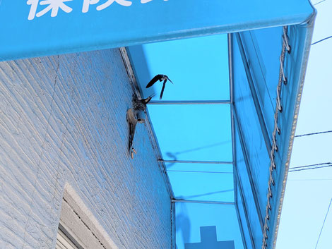 北九州・小倉・戸畑のマッサージ店「ほぐし専科てもみじ」戸畑店付近。軒先で子育てをするツバメの様子と、穏やかな初夏の風景。