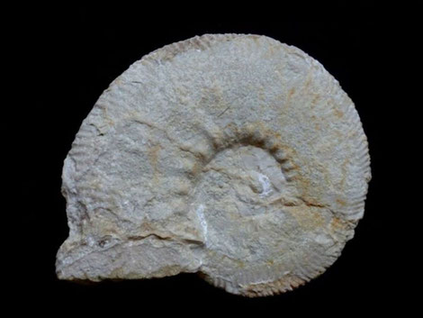 Malbosiceras tarini
