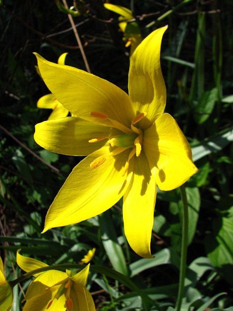 wild-tulip-Vouvray-vineyard-Loire-Valley