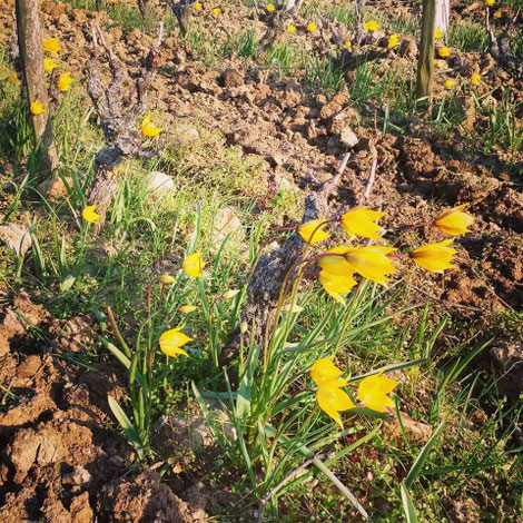 wild-tulip-Vouvray-vineyard-Loire-Valley